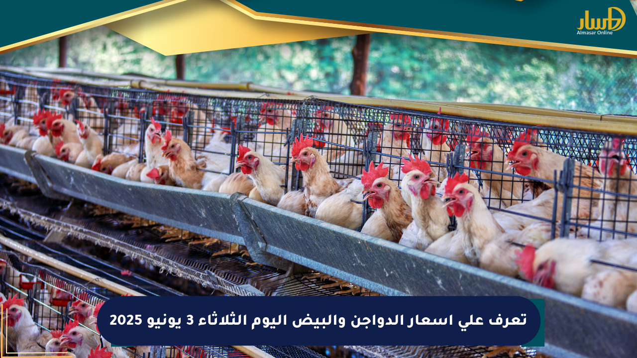 تعرف على أسعار الدواجن والبيض اليوم الثلاثاء 3 يونيو 2025